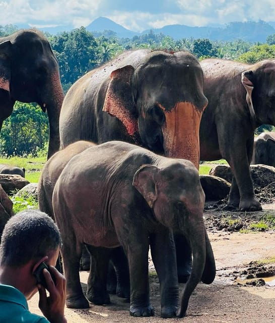 Private Kandy to Pinnawala Tuk Tuk Day Tour - Transportation Details