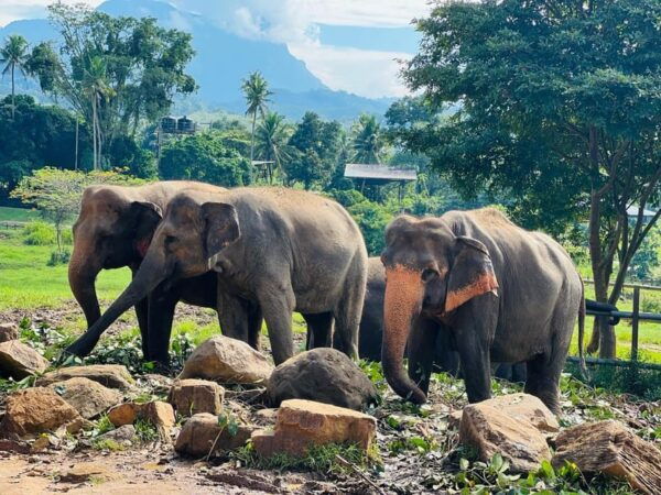 Private Kandy to Pinnawala Tuk Tuk Day Tour - Cultural Experiences