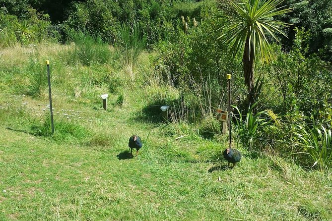 Private Kapiti Coast Full Day Tour - Sweet Treats