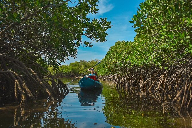 Private Kayaking Adventure Around the Mangroves and La Paz Bay - Exploring La Paz Bay by Kayak