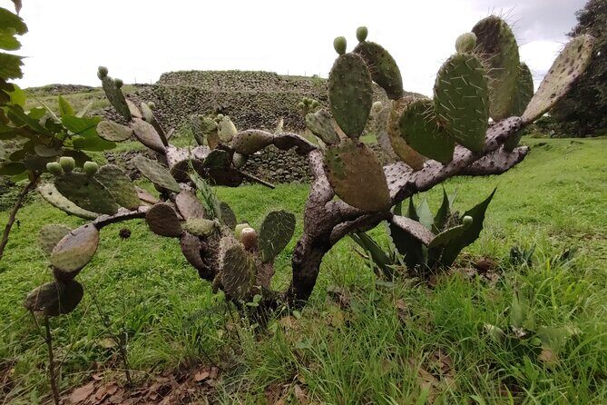 Private kayaks tour in Xochimilco & Cuicuilco pyramid - The Sum Up
