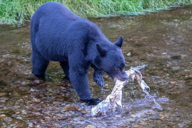 Private Ketchikan Wildlife and Sightseeing Tour - Practical Details: What You Need to Know