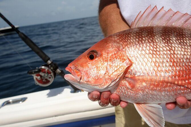 Private Key West Fishing & Sandbar or Snorkel Charter - A Closer Look at the Private Key West Charter