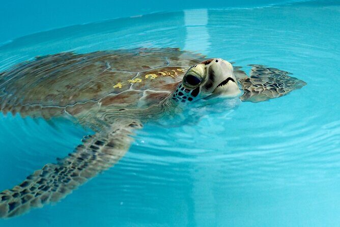 Private Key West Snorkeling Adventure - FAQs