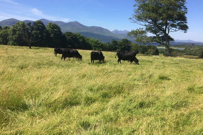 Private Killarney National Park Tour With an Accredited Chauffeur/Guide - Copyright and Terms & Conditions