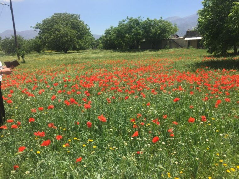 Private-Knossos Palace-Zeus Cave-Villages-Olive Oil Factory - Final Thoughts