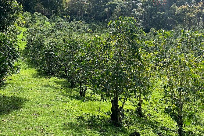 Private Kona Cruise Ship Excursion Kona up to 14 People - Exploring the Itinerary in Detail