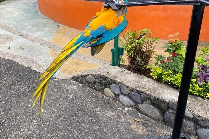 Private Konoko Falls and Blue Hole Combo Tour from Ocho Rios - Who Is This Tour Best For?