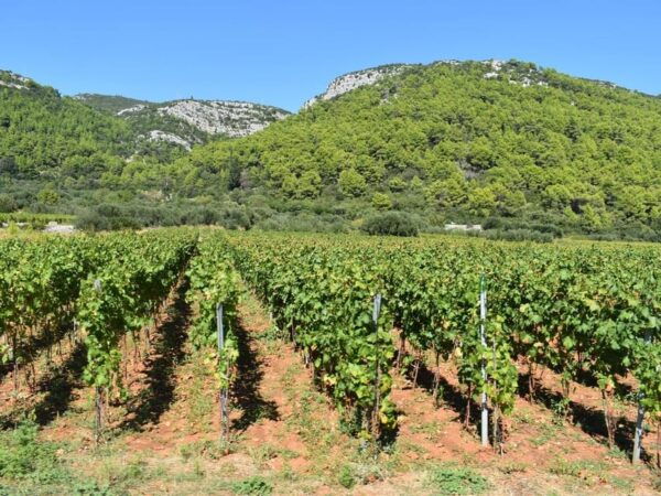 Private Korčula Island: Wine & Sightseeing Tour - Scenic Drive Attractions