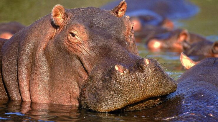 Private Kruger Full Day Safari From Hazyview - Booking Information