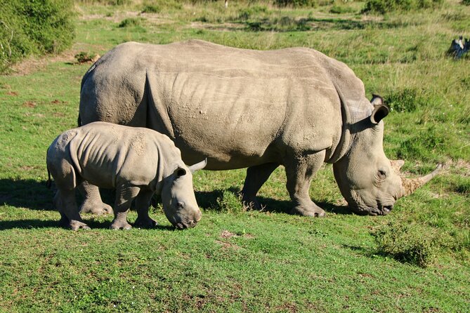 Private Kruger Park Safari and Panorama Route - Wildlife Encounters in Kruger Park