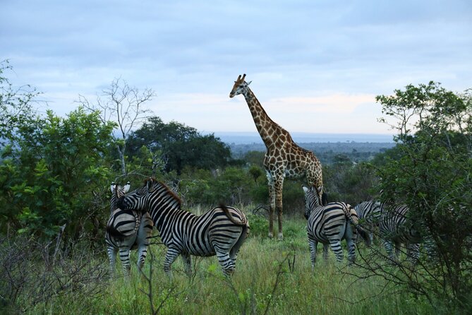 Private Kruger Park Safari and Panorama Route - Private Guided Tour Experience