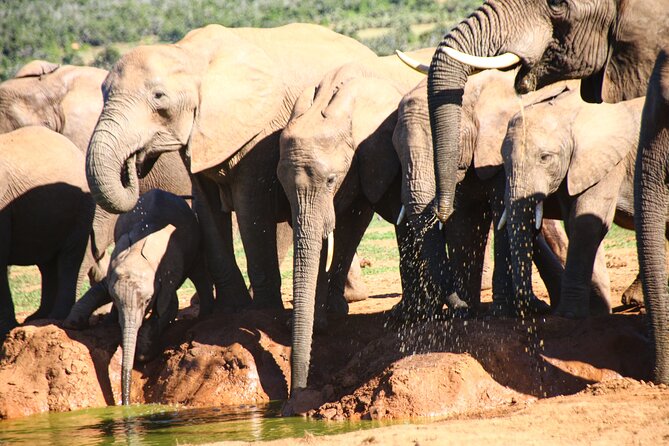 Private Kruger Park Safari and Panorama Route - Pricing Details and Inclusions