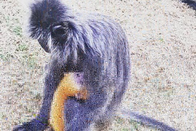 Private Kuala Lumpur City Tour with KL Tower & Batu Caves - FAQ