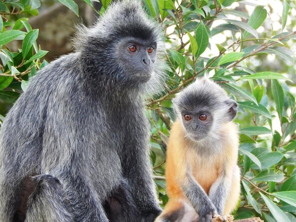 Private Kuala Lumpur Fairy Firefly And Monkey Hill Tour - Good To Know