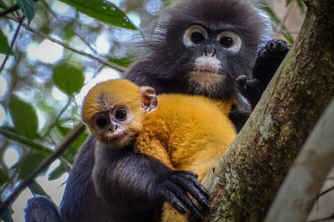 Private Kuala Selangor Firefly Day Trip from Kuala Lumpur - A Closer Look at the Experience