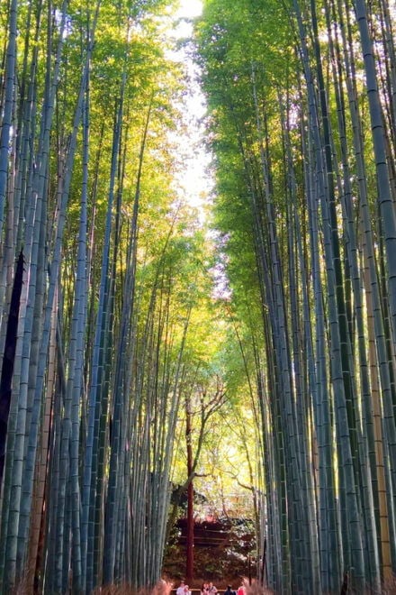 Private Kyoto Tour. Kyotos Spiritual Heartland - Kinkaku-ji (Golden Pavilion)