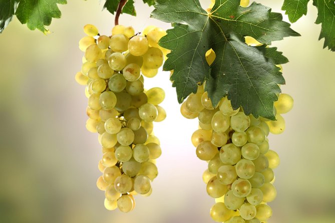 Private Lake Balaton Experience With an Unforgettable Wine Tasting - Additional Details