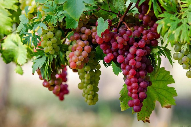 Private Lake Balaton Experience With an Unforgettable Wine Tasting - Booking Confirmation