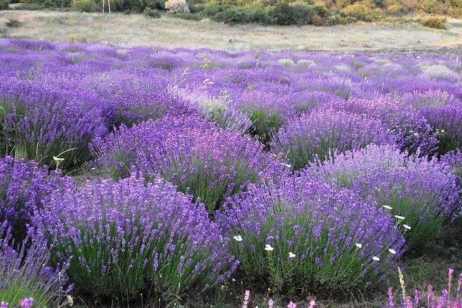 Private Lake Balaton Experience With the Herend Porcelain Factory - Additional Information