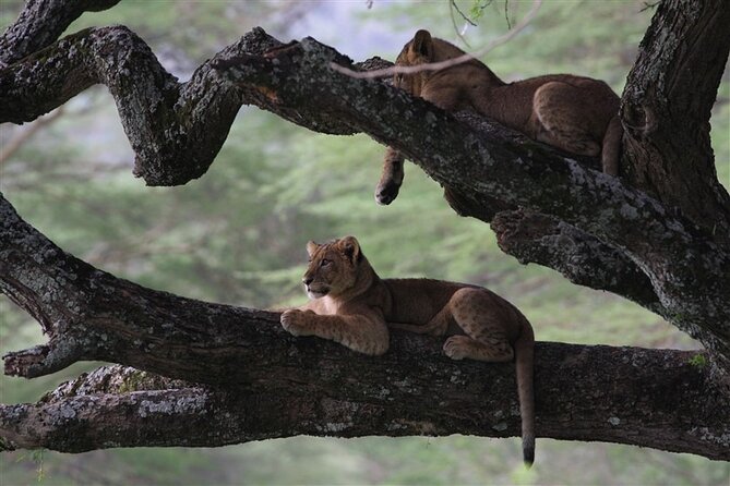 Private Lake Nakuru Day Tour From Nairobi - Good To Know
