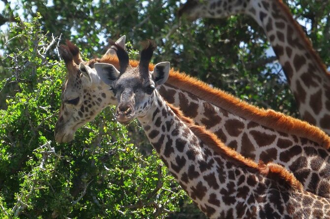 Private Lake Nakuru Day Tour From Nairobi - Pickup and Start Time