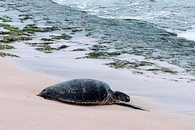 Private, Large Group Circle Island Tour (Up to 25 Guests) - Tour Inclusions