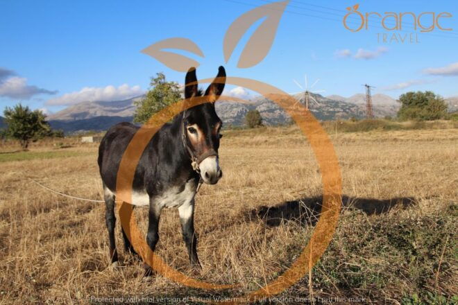 Private Lasithi Plateau & Zeus Cave - Itinerary Overview