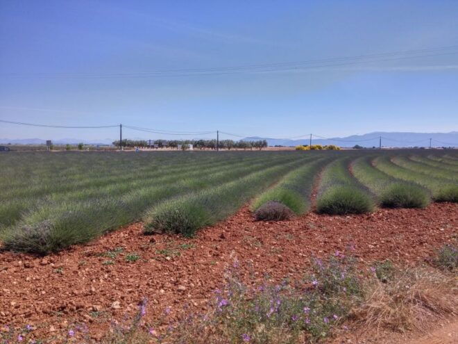 Private Lavender of Provence Tour - Pickup and Accessibility