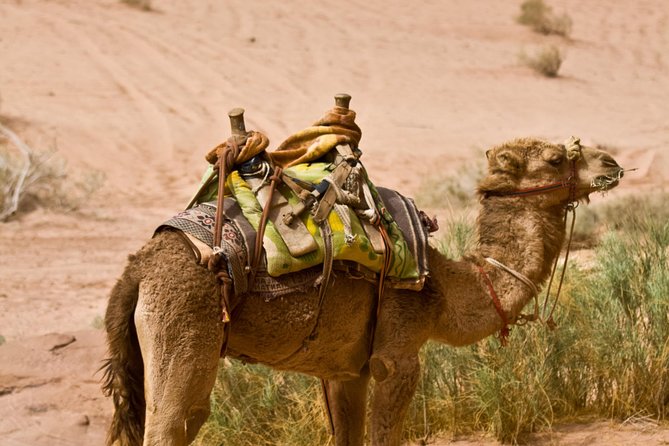 Private Lawrence of Arabia Wadi Rum Overnight Bedouin Experience From Aqaba - Important Considerations