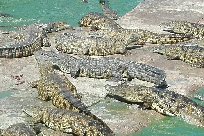 Private Le Cape Animal Farms Full Day Tour - Tour Overview and Itinerary