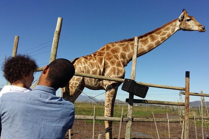 Private Le Cape Animal Farms Full Day Tour - Up Close With Giraffes