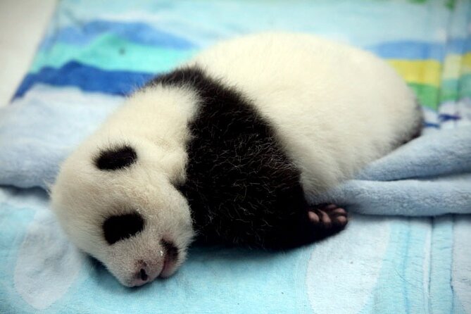 Private Leshan Day Trip With Panda Base - Tour Highlights