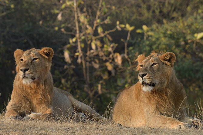 Private Lion Safari in the Gir National Park in Gujarat - Highlights of the Lion Safari
