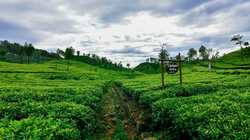 Private Lipton Seat Sunrise, Upper Diyaluma, and Ravana Falls Day Tour from Ella - A 4:00am start for Lipton’s Seat