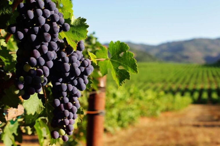 Private Lisbon Arrábida Wine Tour: Culture, Scenery & Wines - Frequently Asked Questions