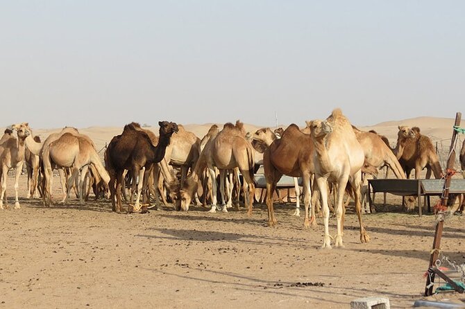 Private Liwa Overnight Camping With BBQ Dinner From Abu Dhabi - Experience Details