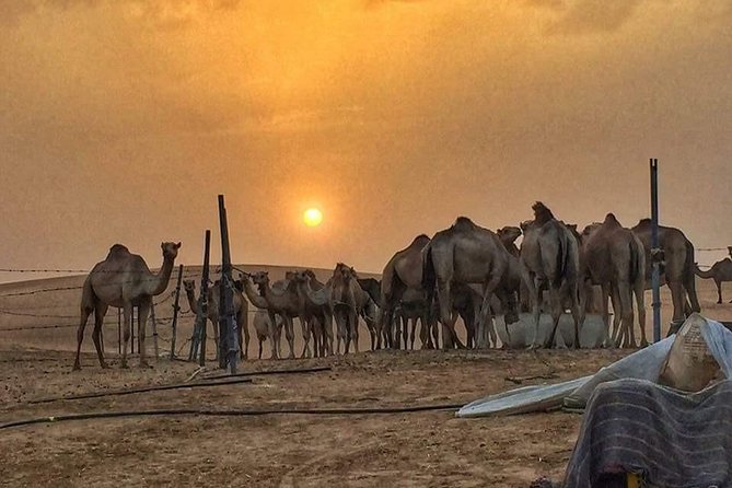 Private Liwa Overnight Desert Safari From Dubai With Dinner & Breakfast - Pricing and Booking Details