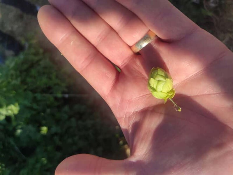 Private Local Craft Beer Tasting in the center of Larnaca - The Practical Details