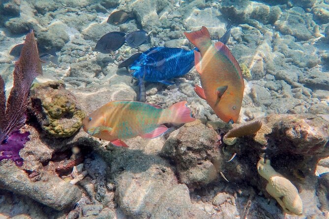 Private Looe Key Snorkel From Big Pine Key - What To Expect
