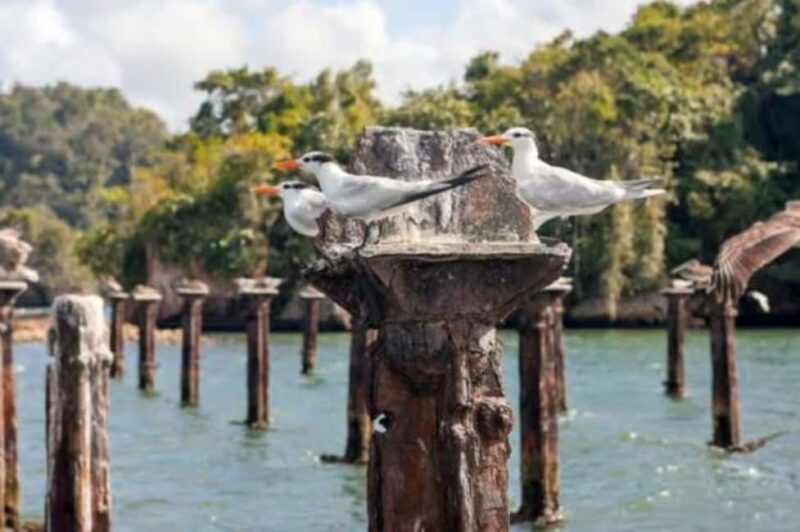 Private: Los Haitises National Park 2-Day Tour with Meals - Practical Tips for Your Trip