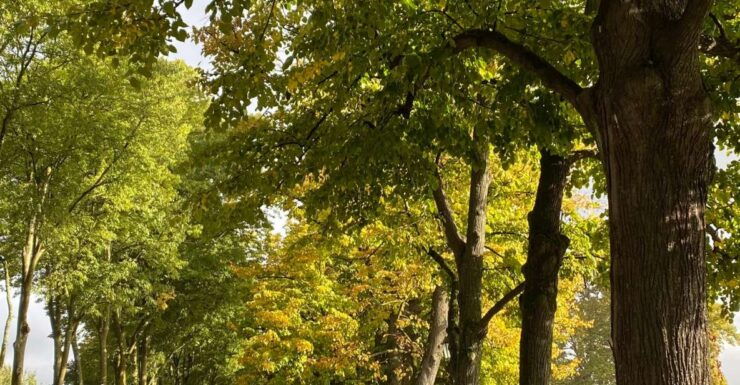 Private Lucca Wine Tour: 2 Winery With Lunch - Pricing and Duration