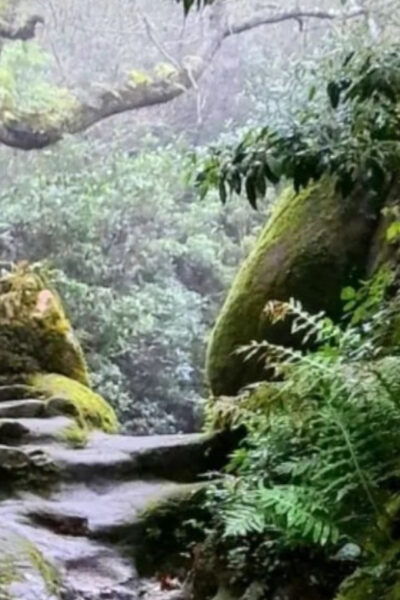 Private Lush Mystic Sintra: Native Forest / Hidden Convent - Capuchos Convent Exploration