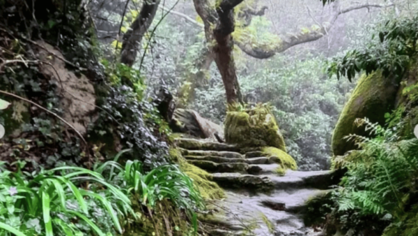 Private Lush Mystic Sintra: Native Forest / Hidden Convent - Frequently Asked Questions