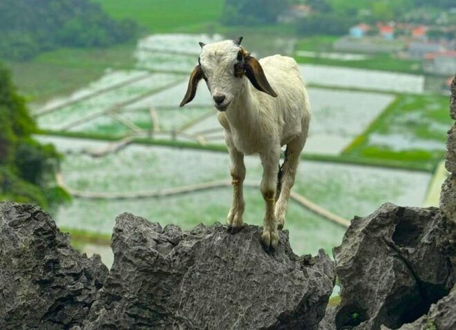 Private Luxury 1 Day Trip: Hoa Lu, Tam Coc, Mua Cave, Biking - Attractions at Hoa Lu