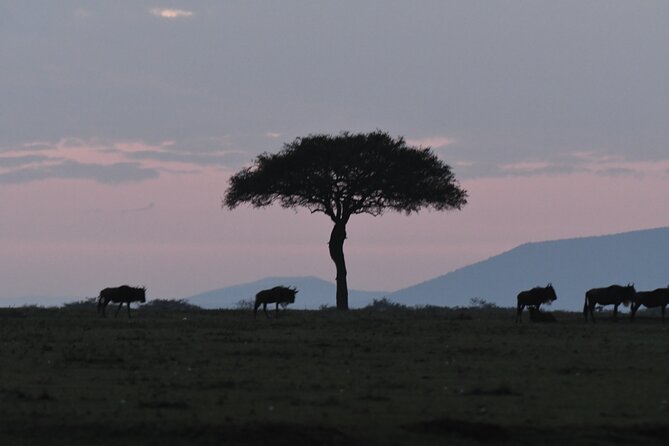 Private Luxury 3 Day Maasai Mara National Reserve Experience - Good To Know