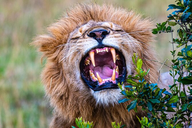 Private Luxury 3 Day Maasai Mara National Reserve Experience - Pricing and Lowest Price Guarantee