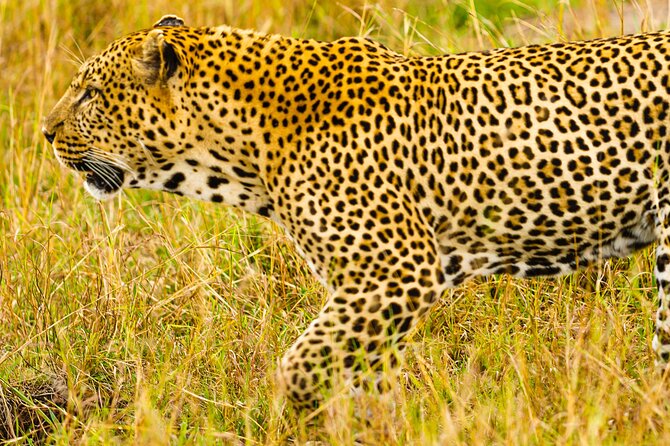 Private Luxury 3 Day Maasai Mara National Reserve Experience - Cancellation Policy Details