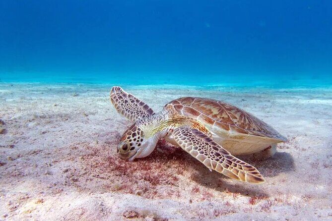 Private Luxury Boat Tour in Bonaire Customize Your Escape - Exploring Bonaire in Style: A Deep Dive into the Private Boat Tour