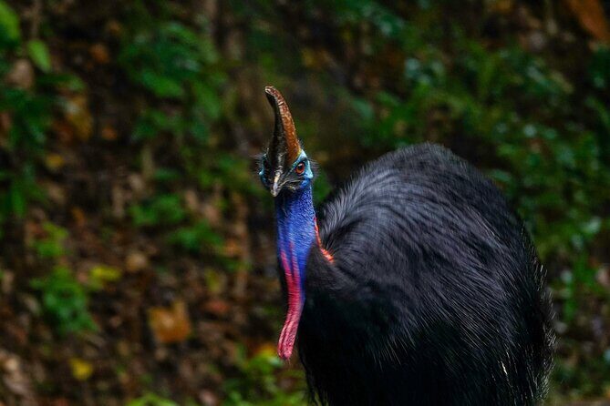 Private Luxury Cape Tribulation Adventure and Crocodile Cruise - Good To Know  